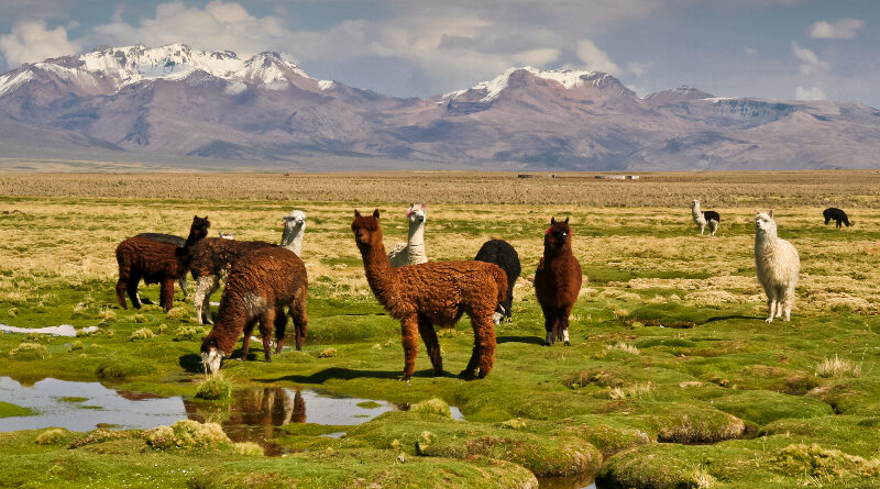 Impressie Rondreis Peru en Bolivia - Zoutvlakte en zandwoestijn 2024