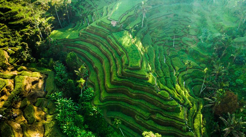 Impressie Familiereis Indonesië totaal - Orang-oetans