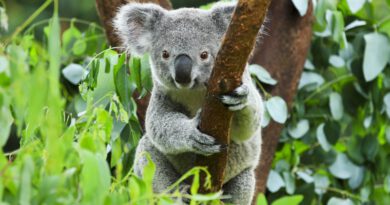 Impressie Rondreis Australië hoogtepunten - Land van kangoeroes en rode aarde 2024